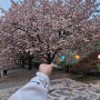 천안 벚꽃 명소 각원사 겹벚꽃과 아그배꽃 수양벚꽃 천안 데이트 코스