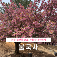 경주 겹벚꽃 명소 4월 국내여행지 불국사 실시간 개화 주차장