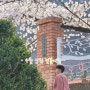 삼척 숨은 벚꽃 맛집[ 도계읍 소달초등학교]/ 삼척벚꽃여행/아이와삼척도계여행