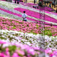 4월 경남 가볼만한 곳 생초국제조각공원 꽃잔디 축제