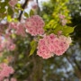 [진주벚꽃명소] 경상국립대학교 가좌캠퍼스에서 즐기는 겹벚꽃