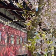 밴쿠버 벚꽃 구경(락키 포인트파크)