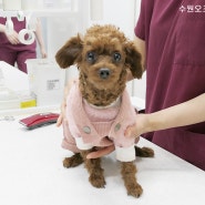 영통동물병원 푸들 강아지 중성화 수술 후기