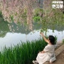 4월 경남 여행 창녕 연지못 만년교 수양 벚꽃 개화 상황