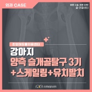 강아지 양측 슬개골탈구, 스케일링, 유치발치 [부산 조양래동물의료센터]