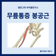 안쪽 무릎 통증의 원인 봉공근 위치와 기능 스트레칭 방법