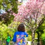 [인천시] 인천 겹벚꽃 명소 - 인천 자유공원