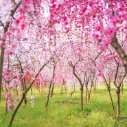 4월 봄꽃여행 복사꽃피는 계절 논산 묘목농원