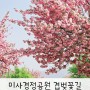 하남 미사경정공원 겹벚꽃 명소 실시간 예쁨공유 ♡