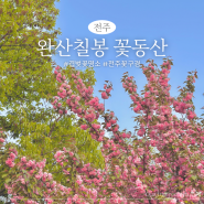 전주 겹벚꽃 명소 완산칠봉 꽃동산 실시간 주차 완산공원 철쭉