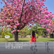 부산 겹벚꽃명소 4월18일 실시간 유엔UN기념공원 포토존위치 주차