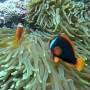 필리핀 민도르섬 사방비치 스쿠버다이빙 에르니스 포인트