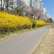분당 탄천의 봄 풍경 변화 : 개나리와 벚꽂이 피고 지기까지 (3월15일~4월 19일까지, 야탑동 장미마을)