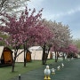 청도프로방스글램핑, 겹벚꽃이 만개한 대구근교청도 글램핑하우스.