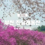 부천 진달래와 함께 봄 인증샷 찍기 좋은 곳, 원미산 진달래동산 (푸드트럭+벚꽃)