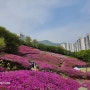 지하철 타고 서울·근교 여행. 핑크빛 세상, 군포 철쭉 축제. 봄꽃 여행