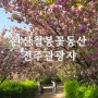 전주 당일치기 관광지 겹벚꽃 명소 완산칠봉꽃동산