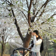 아기와 벚꽃나들이 보기 좋은 곳, 동탄 리베라cc 4월 벚꽃명소 추천 여행육아