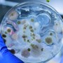 [Facultative anaerobe]산소요구도에 따른 미생물의 분류, 혐기성 균주 배양_한국의과학연구원 미생물분석센터