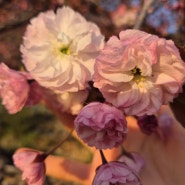 충남 서산 가볼만한 곳 개심사 겹벚꽃 명소
