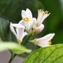 베란다 레몬 나무에 하얀 꽃이 활짝