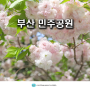 부산 민주공원 겹벚꽃 명소 만개 부산 피크닉 주차
