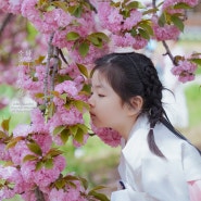 대구 월곡역사공원 겹벚꽃 명소 핑크빛 인생사진 찰칵
