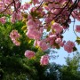 후지카메라로 찍은 겹벚꽃