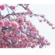 [부산] 겹벚꽃이 만개한 'UN기념공원'