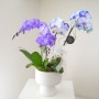 블루, 퍼플 염색 호접란 서양란 아바타 Phalaenopsis 축하 화분 강남 송파 종로 배송