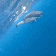 [탄자니아 신혼여행 14] 잔지바르 키짐카지 돌고래 투어