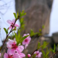 북한산 사모바위 봄꽃 산행