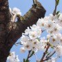 많이 알려지지 않은 벚꽃 명소 충남 아산 가볼만한곳 스파비스 벚꽃