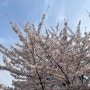 24.04(2)_각종 꽃이 만개하는 걸 보니 이제 정말 봄인가 봐~ 생각 드는 4월 둘째 주 일상