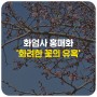 화엄사 홍매화 '화려한 꽃의 유혹' [교육기자단]