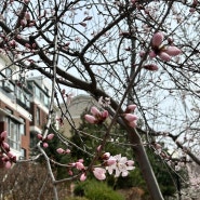 연변 연길 4월 . 벚꽃이 피었습니다.