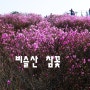 〔달성〕비슬산(유가사-천왕봉-참꽃군락지-대견사)진달래 산행