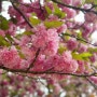 제주 겹벚꽃 명소 개화시기 감사공묘역 만나다공원 오라CC