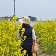 전남 여수 4월 꽃구경 유채꽃밭 엑스포 스카이타워 뒷편 만발 유채꽃 여객선터미널 앞