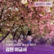 진정한 겹벚꽃 명소는 여기! 김천 하교사