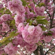 경기 하남: 겹벚꽃이 가득했던 미사 경정공원 (22년, 23년 사진)