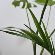 [공기정화식물]테이블야자 수경재배