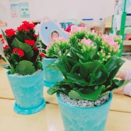 서울, 성남, 위례, 분당, 구리 방배초등 병설유치원 체험활동 카랑코에 반려 식물심기 꽃심기 화분만들기