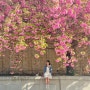 실시간 경희대 국제캠퍼스 겹벚꽃 명소 주차요금 평일 오전 방문