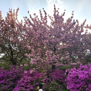 세종 겹벚꽃명소 영평사 철쭉도 예뻐 주말데이트 강추