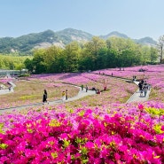 노원 불암산 나비정원 철쭉동산 축제 주차장 & 등산 코스