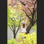 서울 보라매공원 겹벚꽃