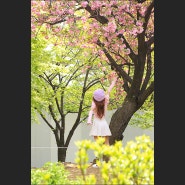 서울 보라매공원 겹벚꽃