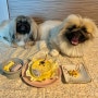 [강아지케이크] 멍뭉냠 평생 소장하고 싶은 수제 케이크 추천