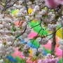 서산 가볼만한곳 여행코스 | 상왕산 개심사 왕벚꽃 겹벚꽃 | 충남 드라이브
